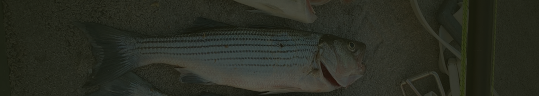 Spearfishing